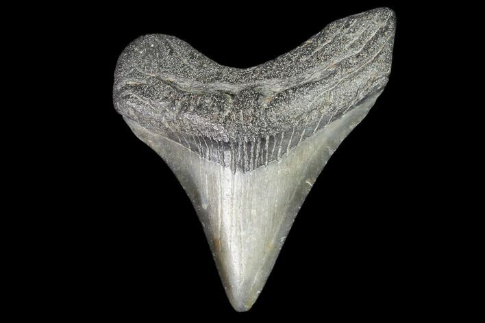 Juvenile Megalodon Tooth - Georgia #101375